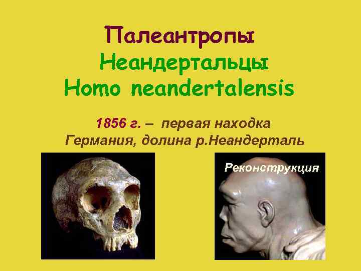 Палеантропы Неандертальцы Homo neandertalensis 1856 г. – первая находка Германия, долина р. Неандерталь Реконструкция