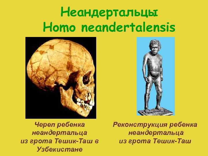 Неандертальцы Homo neandertalensis Череп ребенка неандертальца из грота Тешик-Таш в Узбекистане Реконструкция ребенка неандертальца