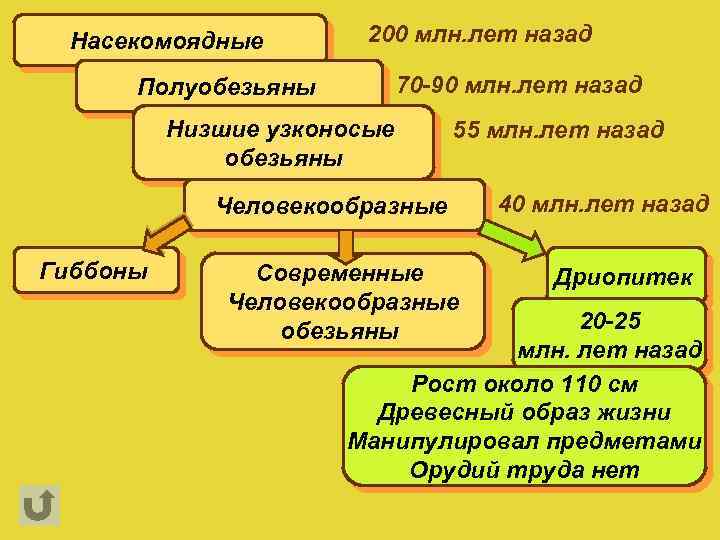 Насекомоядные 200 млн. лет назад 70 -90 млн. лет назад Полуобезьяны Низшие узконосые обезьяны