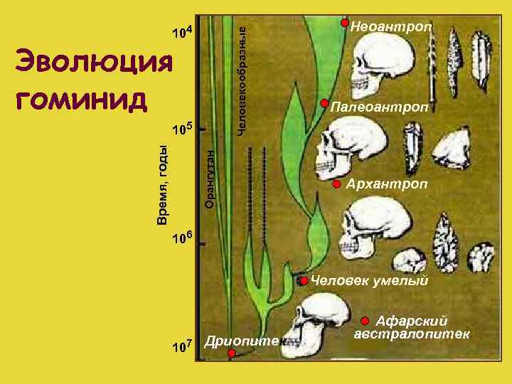 Человекообразные 104 Эволюция гоминид Орангутан Время, годы 105 Неоантроп Палеоантроп Архантроп 106 Человек умелый