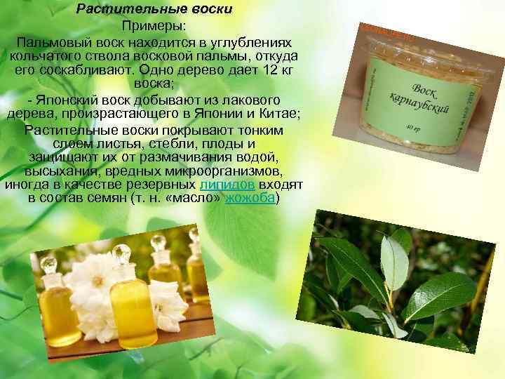 Растительные воски Примеры: Пальмовый воск находится в углублениях кольчатого ствола восковой пальмы, откуда его