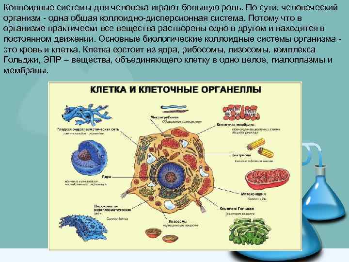 Коллоидные системы для человека играют большую роль. По сути, человеческий организм - одна общая