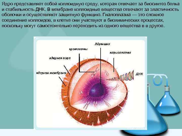 Ядро представляет собой коллоидную среду, которая отвечает за биосинтез белка и стабильность ДНК. В