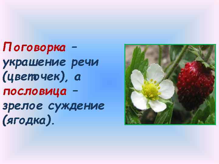 Поговорка – украшение речи (цветочек), а пословица – зрелое суждение (ягодка). 