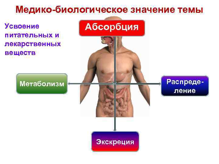 Медико-биологическое значение темы Усвоение питательных и лекарственных веществ Абсорбция Распределение Метаболизм Экскреция 