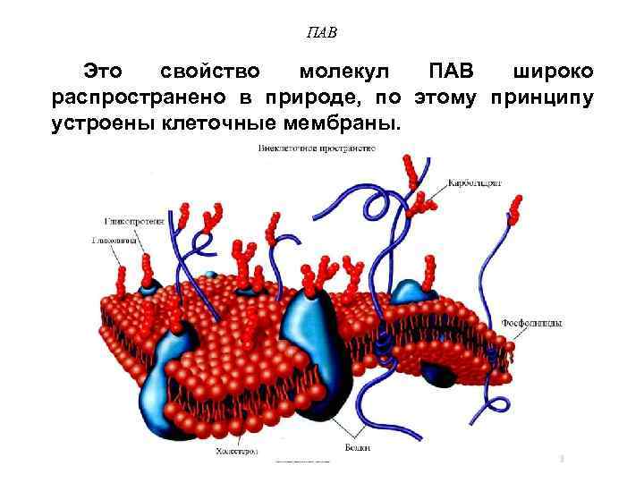 ПАВ Это свойство молекул ПАВ широко распространено в природе, по этому принципу устроены клеточные