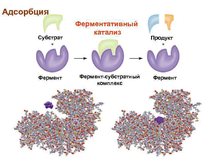 Адсорбция Субстрат Ферментативный катализ Фермент-субстратный комплекс Продукт Фермент 