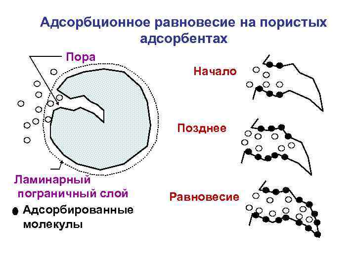 Адсорбционное равновесие на пористых адсорбентах Пора Начало Позднее Ламинарный пограничный слой Адсорбированные молекулы Равновесие