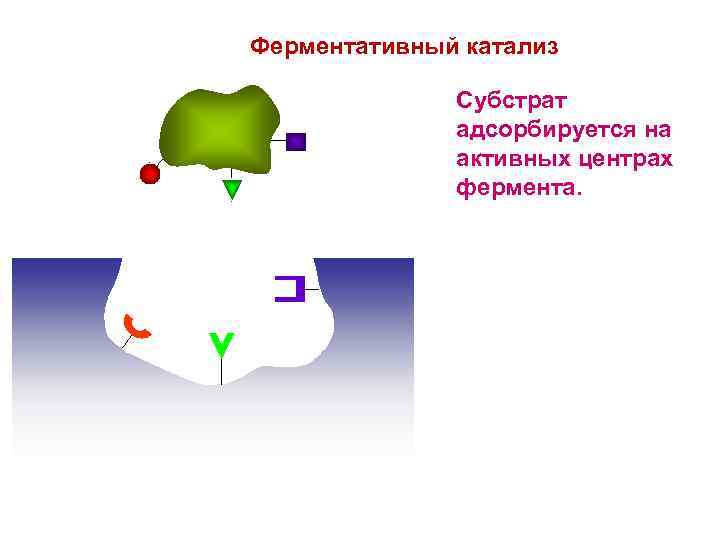 Ферментативный катализ Субстрат адсорбируется на активных центрах фермента. 