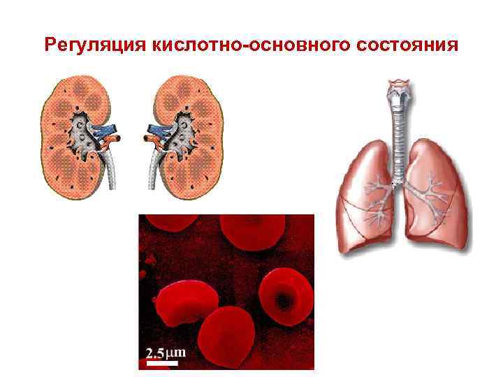 Регуляция кислотно-основного состояния 
