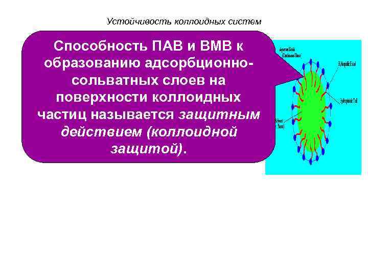 Устойчивость коллоидных систем Способность ПАВ и ВМВ к образованию адсорбционносольватных слоев на поверхности коллоидных