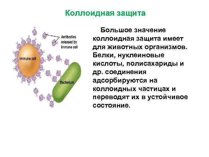 Коллоидная защита Большое значение коллоидная защита имеет для животных организмов. Белки, нуклеиновые кислоты, полисахариды