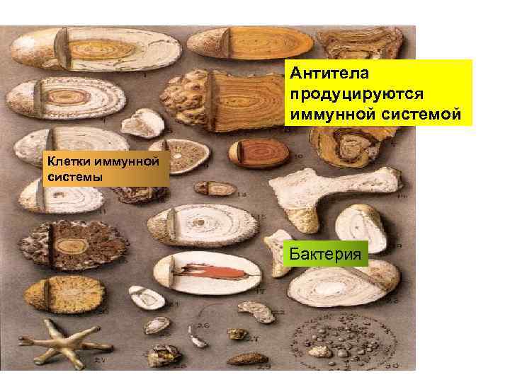 Антитела продуцируются иммунной системой Клетки иммунной системы Бактерия 