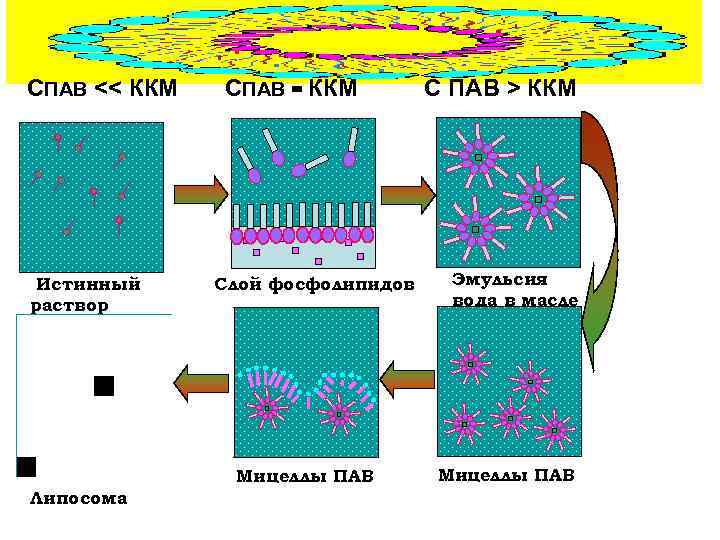 СПАВ ˂˂ ККМ Истинный раствор СПАВ = ККМ Слой фосфолипидов Мицеллы ПАВ Липосома С