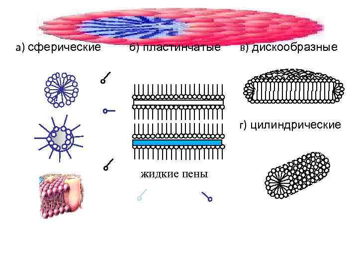 а) сферические б) пластинчатые в) дискообразные г) цилиндрические жидкие пены 