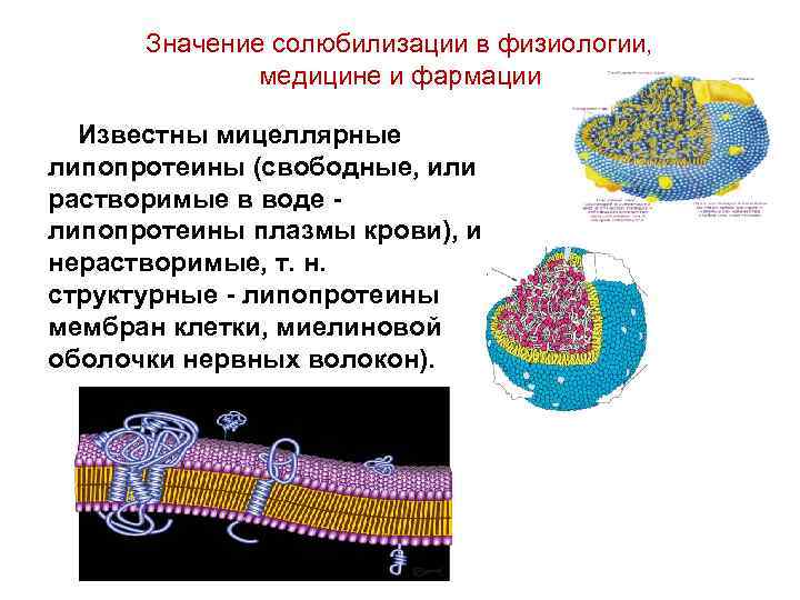 Значение солюбилизации в физиологии, медицине и фармации Известны мицеллярные липопротеины (свободные, или растворимые в
