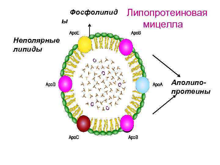 Схема строения мицелл