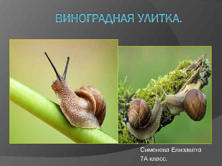 ВИНОГРАДНАЯ УЛИТКА. Симонова Елизавета 7 А класс. 