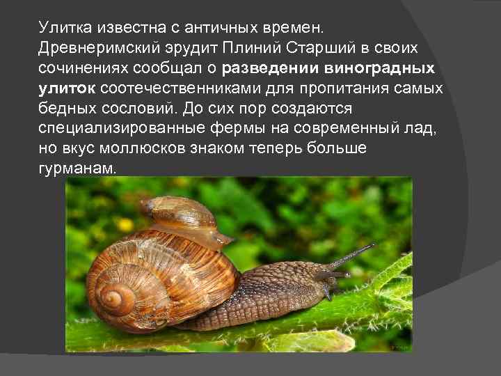 Улитка известна с античных времен. Древнеримский эрудит Плиний Старший в своих сочинениях сообщал о