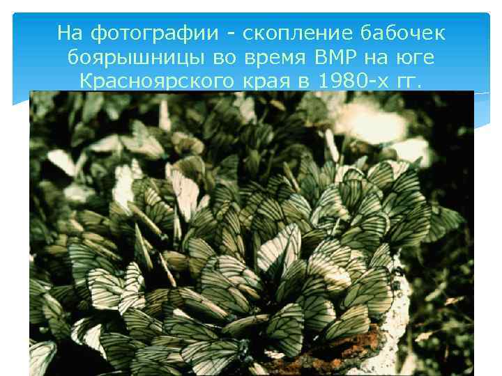 На фотографии - скопление бабочек боярышницы во время ВМР на юге Красноярского края в