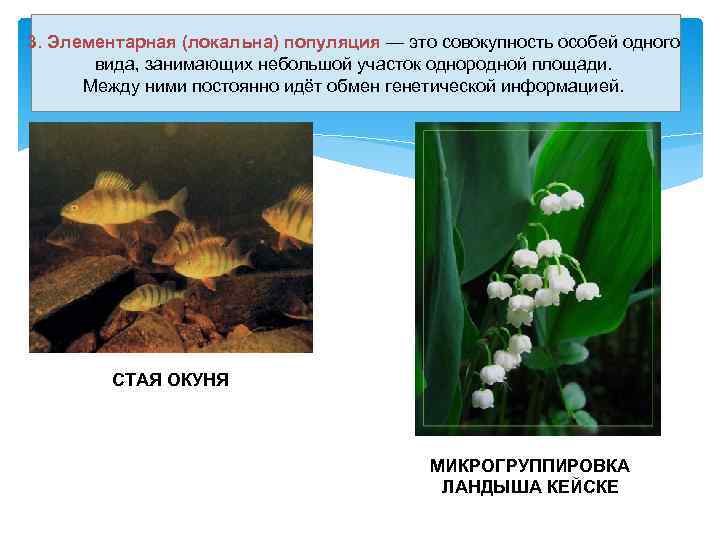 3. Элементарная (локальна) популяция — это совокупность особей одного вида, занимающих небольшой участок однородной