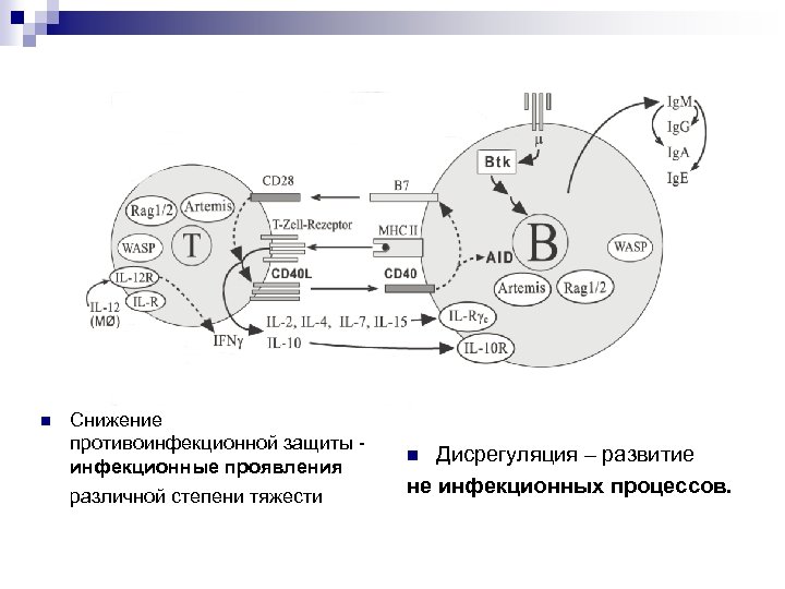  Снижение противоинфекционной защиты - инфекционные проявления различной степени тяжести Дисрегуляция – развитие не