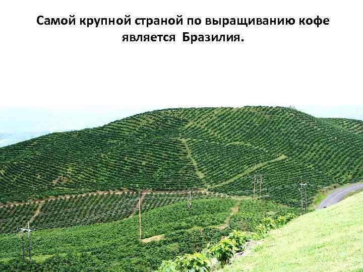 Самой крупной страной по выращиванию кофе является Бразилия. 