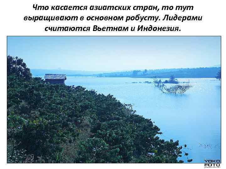 Что касается азиатских стран, то тут выращивают в основном робусту. Лидерами считаются Вьетнам и