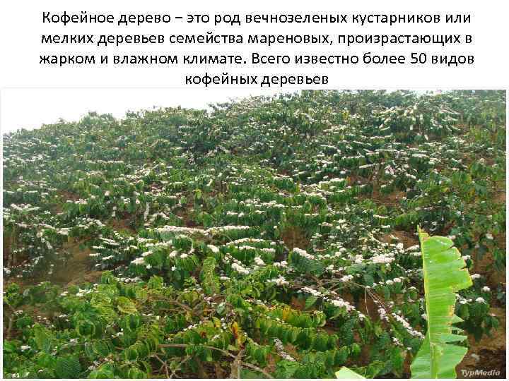Кофейное дерево − это род вечнозеленых кустарников или мелких деревьев семейства мареновых, произрастающих в