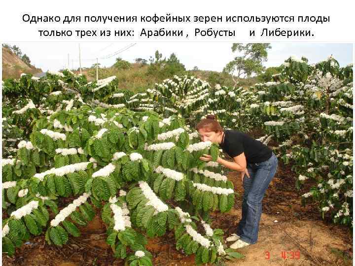 Однако для получения кофейных зерен используются плоды только трех из них: Арабики , Робусты