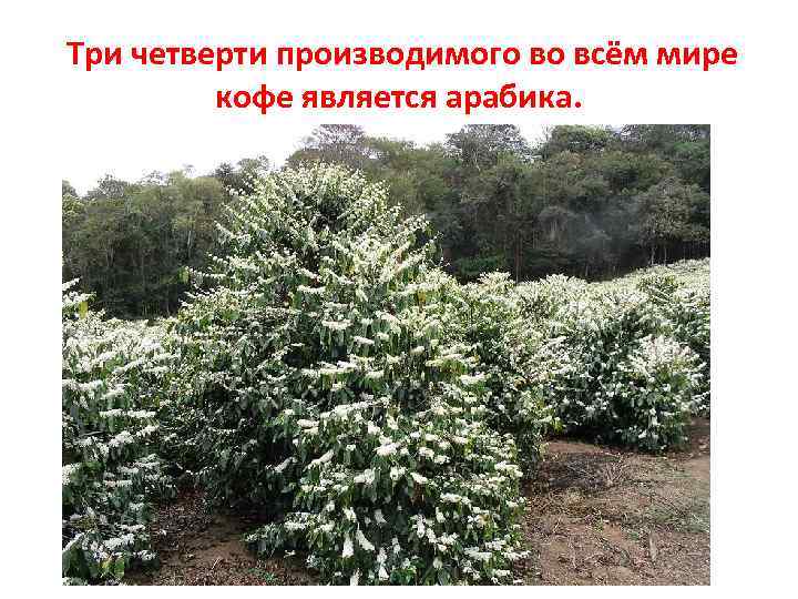  Три четверти производимого во всём мире кофе является арабика. 