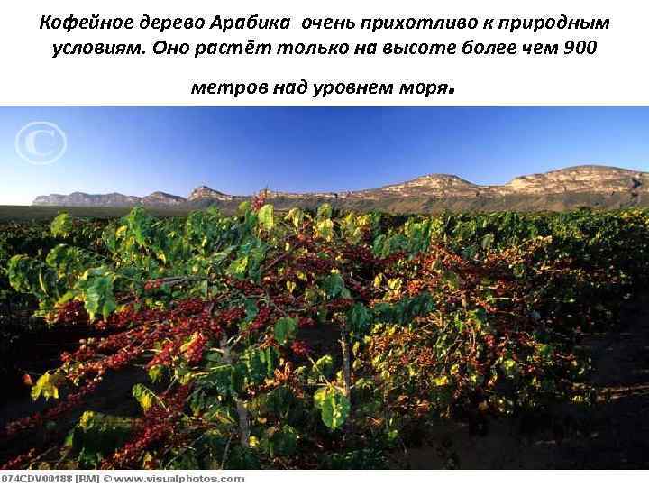 Кофейное дерево Арабика очень прихотливо к природным условиям. Оно растёт только на высоте более