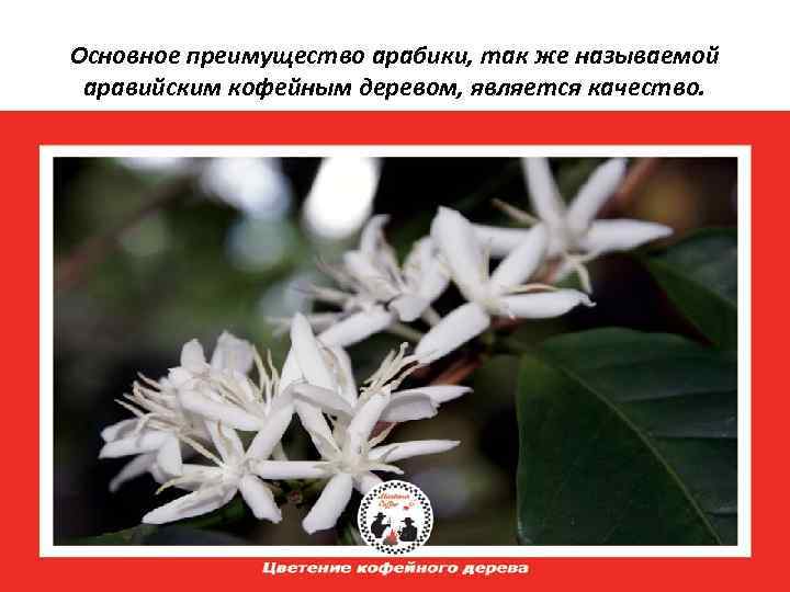 Основное преимущество арабики, так же называемой аравийским кофейным деревом, является качество. 