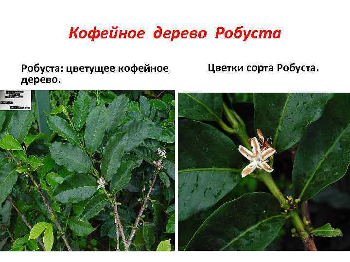 Кофейное дерево Робуста: цветущее кофейное Цветки сорта Робуста. дерево. 