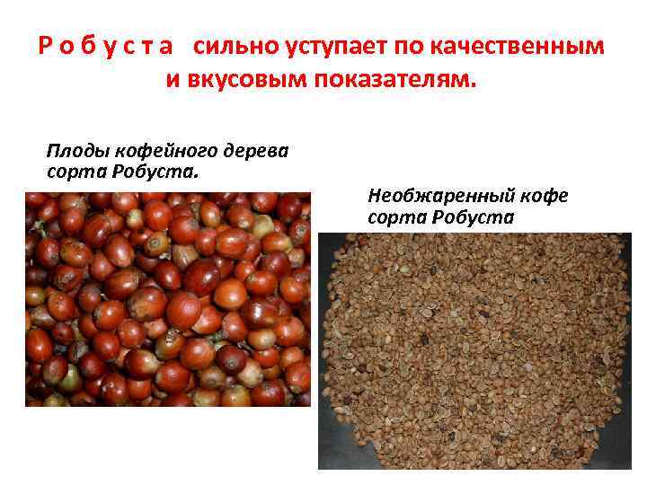 Р о б у с т а сильно уступает по качественным и вкусовым показателям.