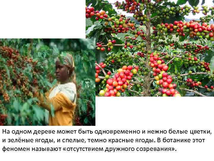 На одном дереве может быть одновременно и нежно белые цветки, и зелёные ягоды, и