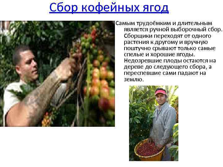 Сбор кофейных ягод Самым трудоёмким и длительным является ручной выборочный сбор. Сборщики переходят от