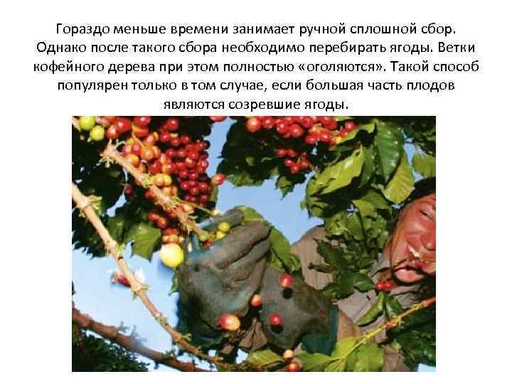 Гораздо меньше времени занимает ручной сплошной сбор. Однако после такого сбора необходимо перебирать ягоды.