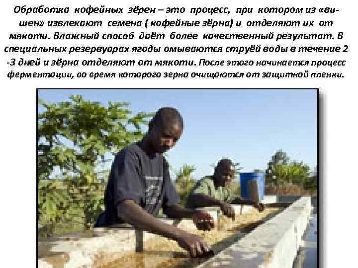 Обработка кофейных зёрен – это процесс, при котором из «вишен» извлекают семена ( кофейные