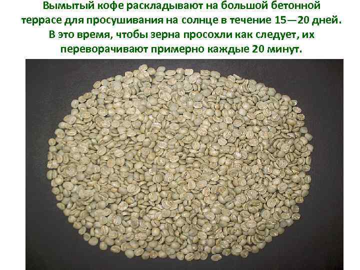 Вымытый кофе раскладывают на большой бетонной террасе для просушивания на солнце в течение 15—