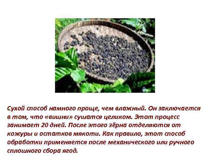 Сухой способ намного проще, чем влажный. Он заключается в том, что «вишни» сушатся целиком.