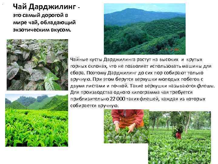 . Чай Дарджилинг - это самый дорогой в мире чай, обладающий экзотическим вкусом. Чайные