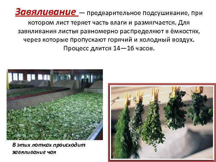 Завяливание — предварительное подсушивание, при котором лист теряет часть влаги и размягчается. Для завяливания