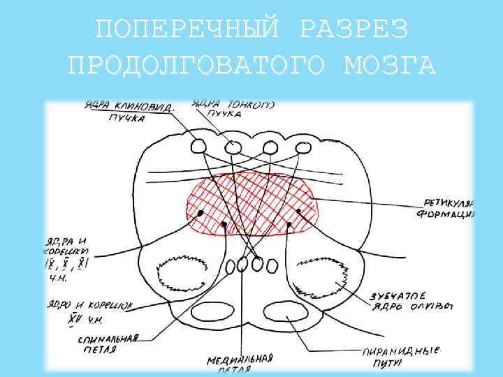 Срез продолговатого мозга схема