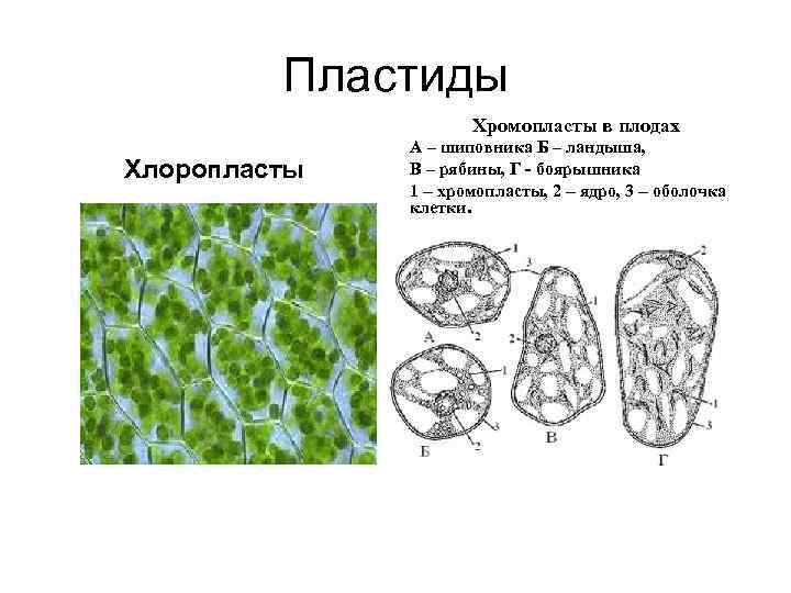 Пластиды Хромопласты в плодах Хлоропласты А – шиповника Б – ландыша, В – рябины,