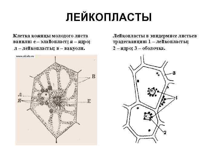 ЛЕЙКОПЛАСТЫ Клетка кожицы молодого листа ванили: e – элайопласт; я – ядро; л –