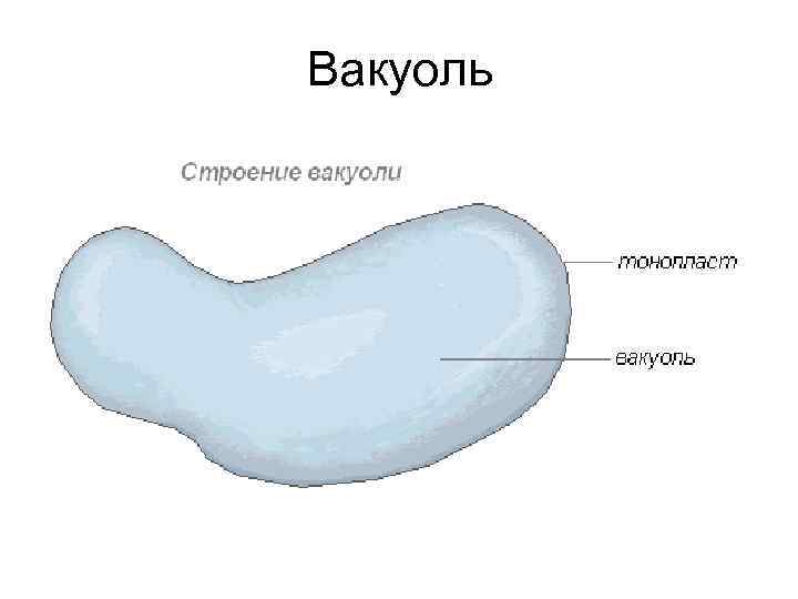 Вакуоль 