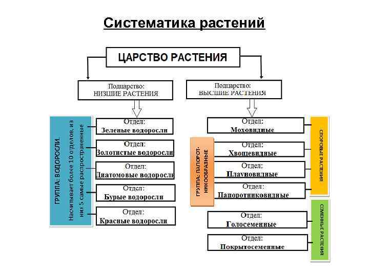 Систематика растений 