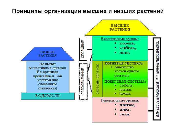 Принципы организации высших и низших растений 