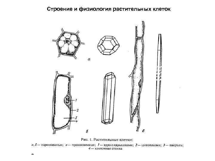 Строение и физиология растительных клеток 